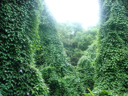 jamaica greenery